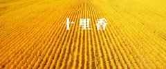  “十里香”无效“高峰十里香”
